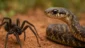 Sonhar com aranha e cobra: medos, cura e proteção