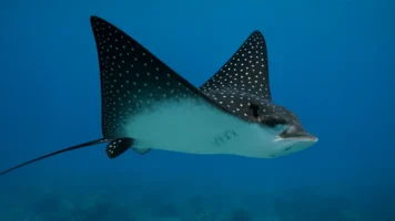 Sonhar com arraias: profundidade, defesa e sutileza