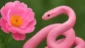Sonhar com cobra rosa: afeto, sensibilidade e transição