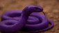 Sonhar com cobra roxa: transformação, poder e cautela