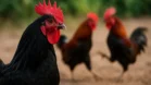 Sonhar com galo preto: liderança, disputas e aviso