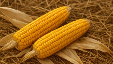 Sonhar com milho verde na palha: fartura, colheita e sorte