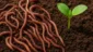 Sonhar com muitas minhocas juntas: fertilidade e trabalho