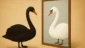 Cisne Negro: O Truque de Espelho Que Enganou Seus Olhos de Vez!