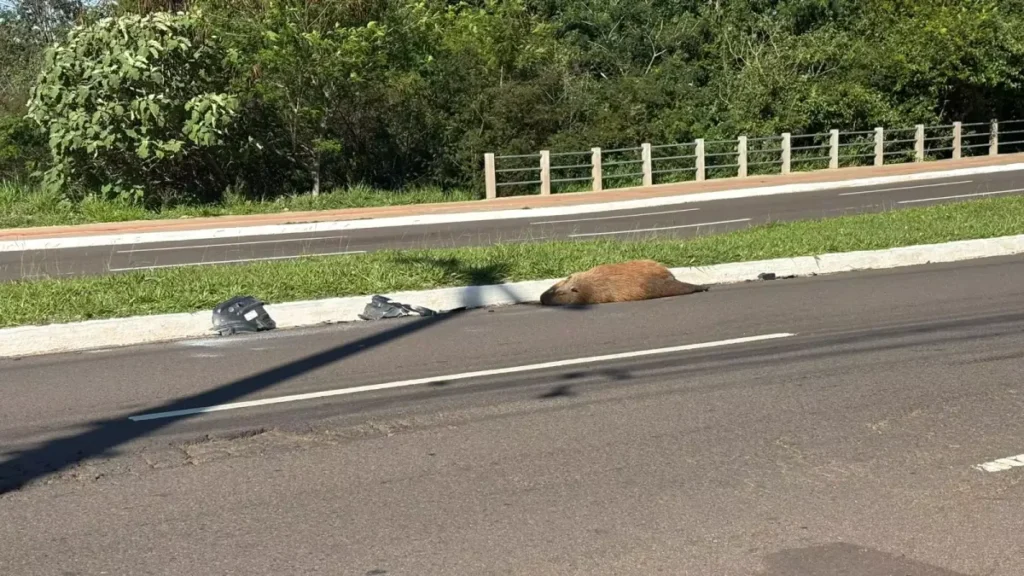 Capivara é encontrada morta atropelada na Avenida Mato Grosso