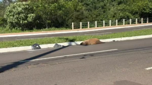 Capivara é encontrada morta atropelada na Avenida Mato Grosso