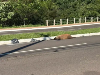 Capivara é encontrada morta atropelada na Avenida Mato Grosso