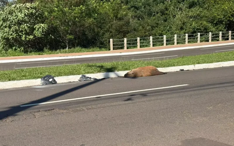 Capivara é encontrada morta atropelada na Avenida Mato Grosso