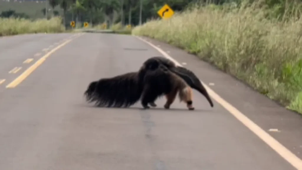 Mãe tamanduá-bandeira é flagrada com filhote em estrada
