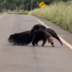Mãe tamanduá-bandeira é flagrada com filhote em estrada