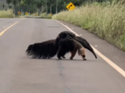 Mãe tamanduá-bandeira é flagrada com filhote em estrada