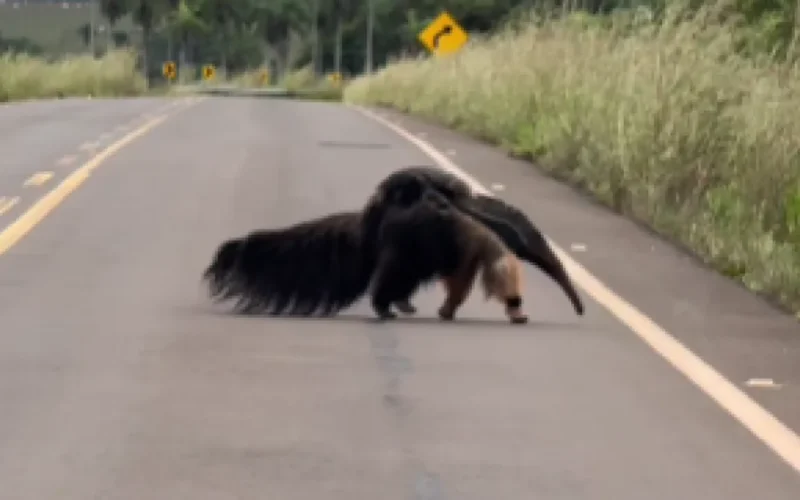 Mãe tamanduá-bandeira é flagrada com filhote em estrada