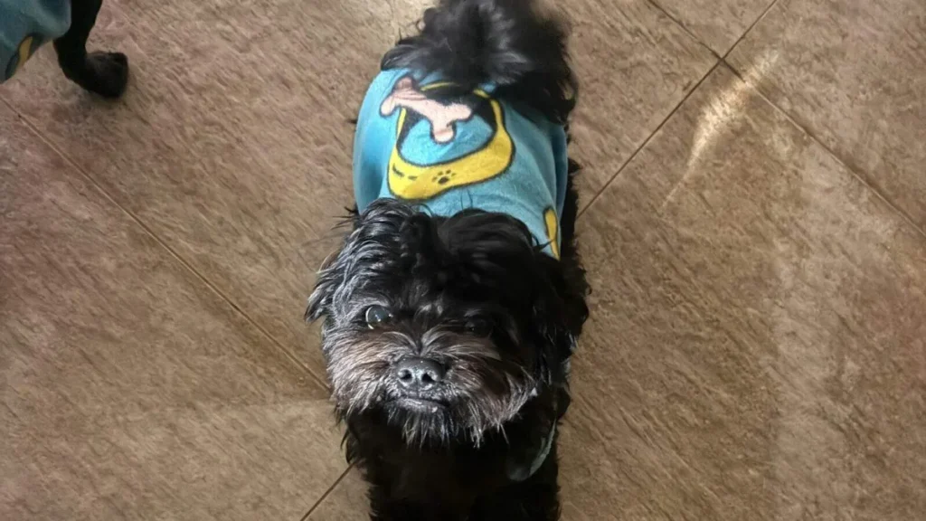 Cachorro Apolo desaparece no Vida Nova e família pede ajuda