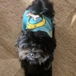 Cachorro Apolo desaparece no Vida Nova e família pede ajuda
