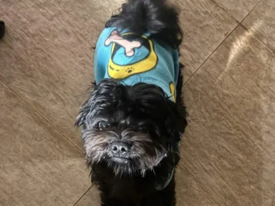 Cachorro Apolo desaparece no Vida Nova e família pede ajuda
