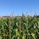 Chuva atrasa colheita do milho e safra avança só 0,2% em MS