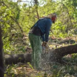 Podcast explica por que leucena, apesar de bonita, é problema ambiental