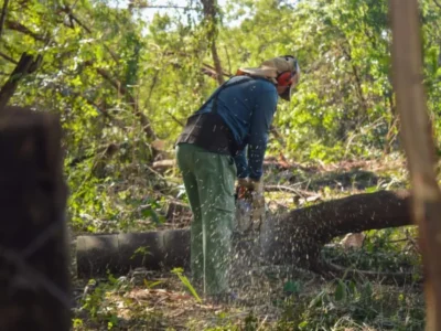 Podcast explica por que leucena, apesar de bonita, é problema ambiental