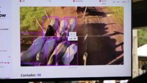 Startup cria IA que identifica bovinos por imagem