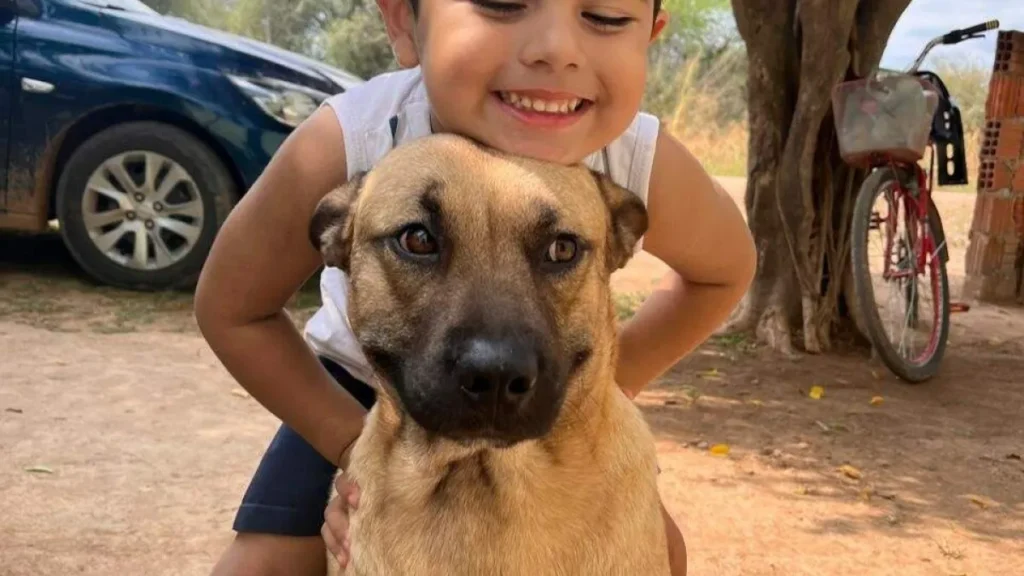 Tutor busca doador de sangue para cão atacado por pitbull