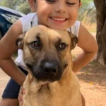 Tutor busca doador de sangue para cão atacado por pitbull