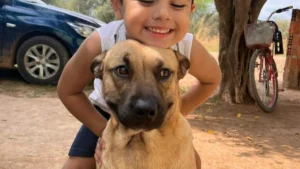 Tutor busca doador de sangue para cão atacado por pitbull