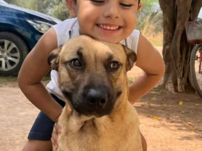 Tutor busca doador de sangue para cão atacado por pitbull