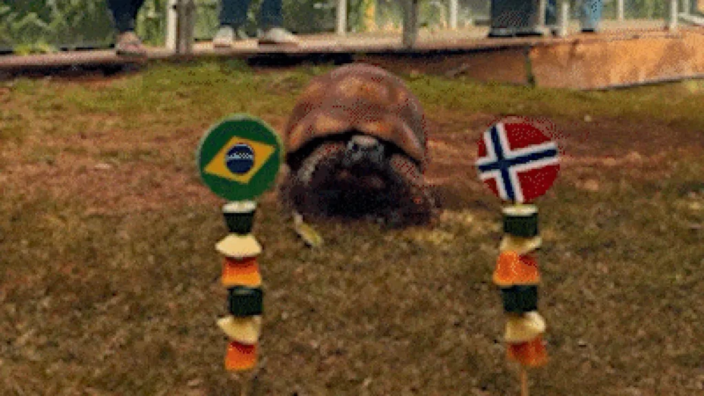 Jabuti do Bioparque prevê eliminação do Brasil na Copa