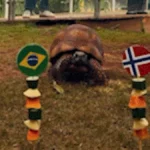 Jabuti do Bioparque prevê eliminação do Brasil na Copa