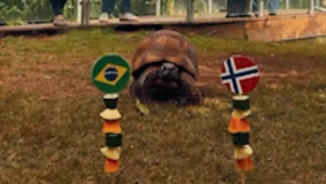 Jabuti do Bioparque prevê eliminação do Brasil na Copa