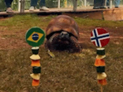 Jabuti do Bioparque prevê eliminação do Brasil na Copa