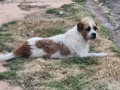 Cachorro adotado após viver nas ruas desaparece em Campo Grande