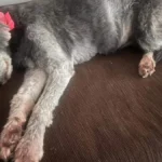 Cadela idosa de 16 anos desaparece no Taveirópolis