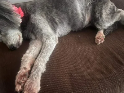 Cadela idosa de 16 anos desaparece no Taveirópolis