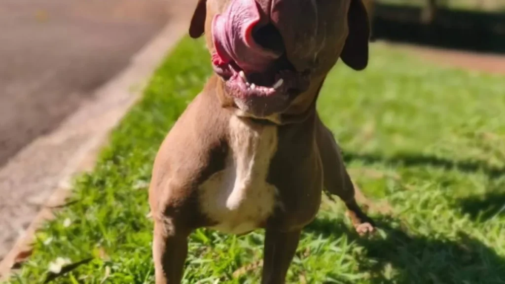 Pitbull perdida invade casa e é resgatada pelo CCZ