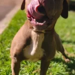 Pitbull perdida invade casa e é resgatada pelo CCZ