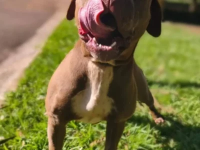 Pitbull perdida invade casa e é resgatada pelo CCZ
