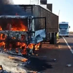 Bois são soltos na MS-395 após carreta pegar fogo