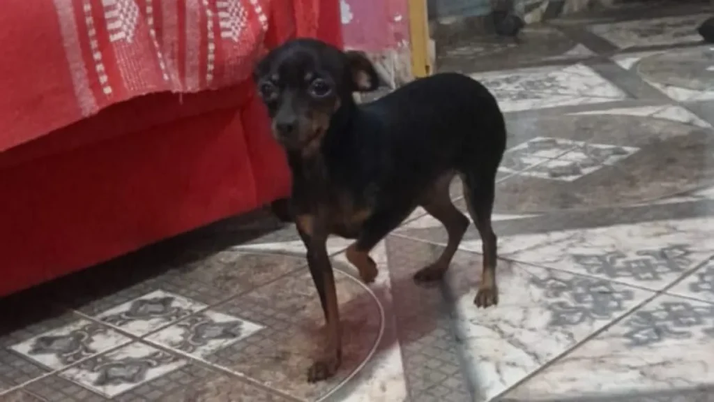 Menino de 8 anos tem febre após sumiço de pinscher