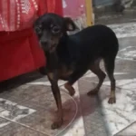 Menino de 8 anos tem febre após sumiço de pinscher