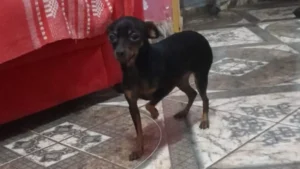 Menino de 8 anos tem febre após sumiço de pinscher