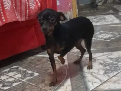 Menino de 8 anos tem febre após sumiço de pinscher