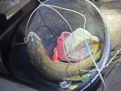 Pescador é multado em R$ 5,5 mil por transportar peixe Dourado