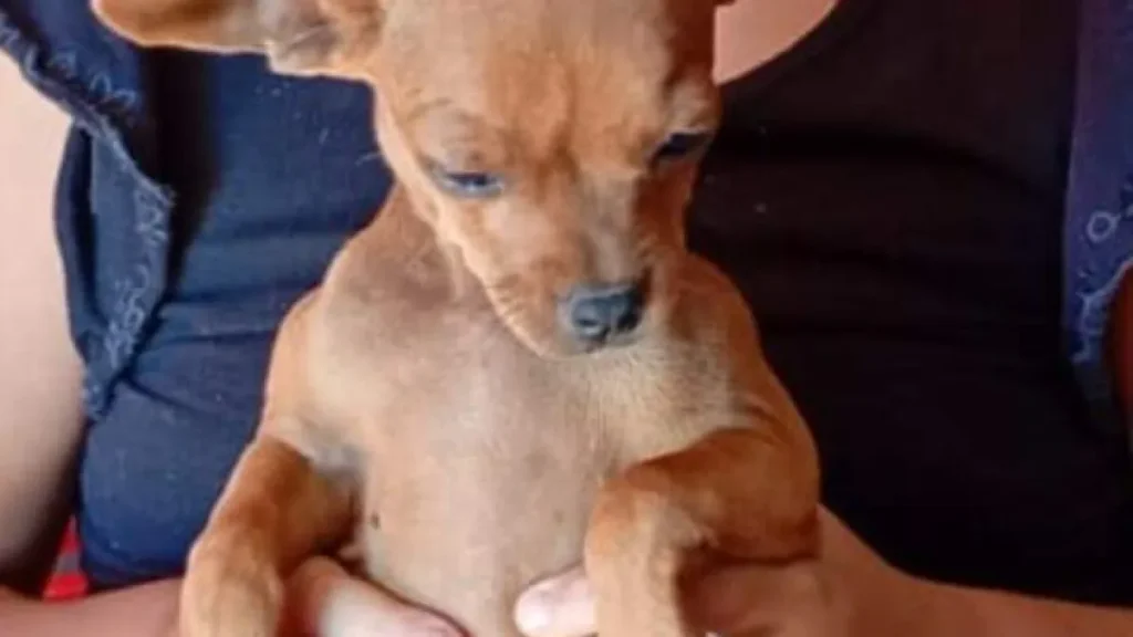 Família oferece R$ 500 por pinscher Theo perdido em São Conrado