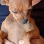 Família oferece R$ 500 por pinscher Theo perdido em São Conrado