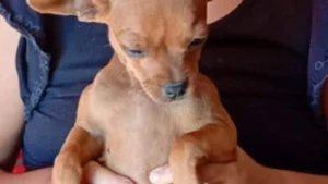 Família oferece R$ 500 por pinscher Theo perdido em São Conrado