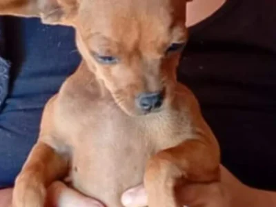 Família oferece R$ 500 por pinscher Theo perdido em São Conrado