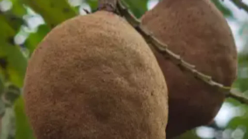 Estudo revela alterações na floração do baru em MS