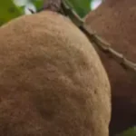 Estudo revela alterações na floração do baru em MS