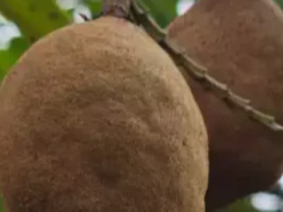 Estudo revela alterações na floração do baru em MS